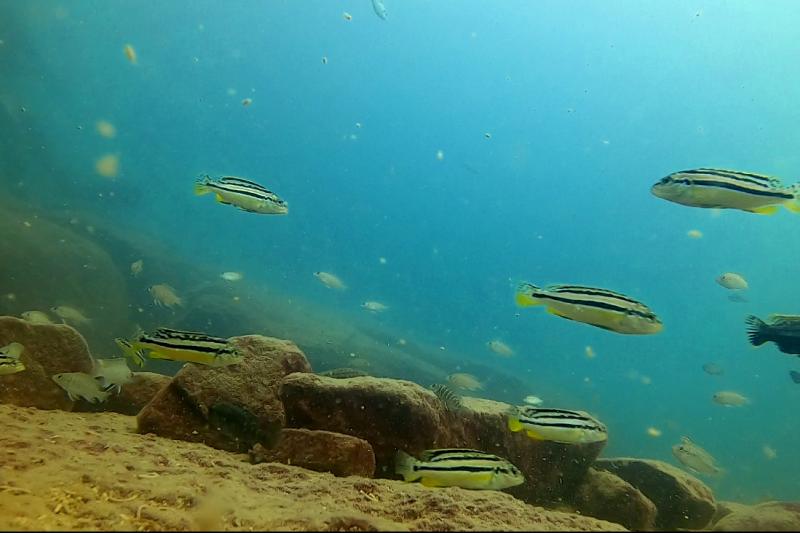 This Lake Creates More New Species Than Any Place on Earth